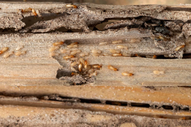 Professional Pest Control in New Baltimore, OH