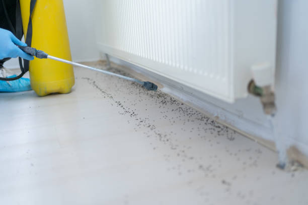 Best Spider Control Near Me  in New Baltimore, OH